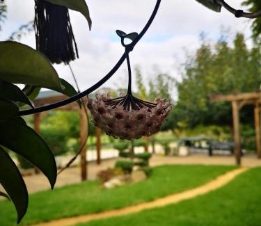 Ponte de Lima Casa | Casa da Ferreirinha