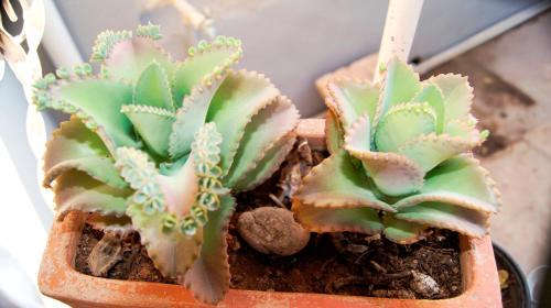 Barrio de Santiago Casa | Casa De Piedra, Centro Histórico