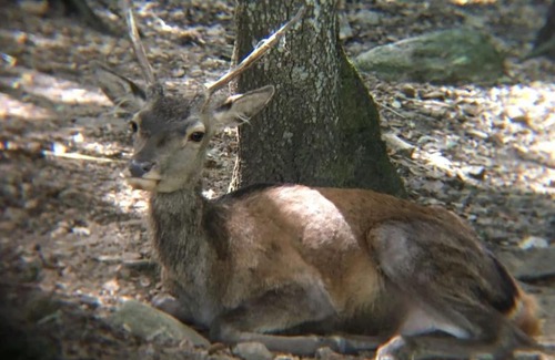 Maracalagonis Chalet De Esquí | Casa del Relax in montagna
