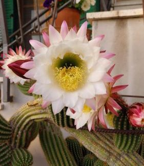 Santa Luce Apartamento | Casa di Giulia (Bambini gratis fino a 6 anni)