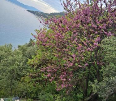 Xirolivado Casa | Casa Faustina