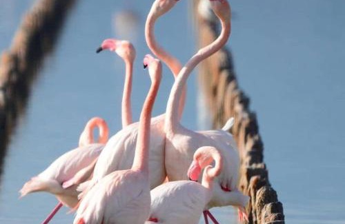 Province of Cagliari Apartamento | Casa Pat - 5 minutes from the sea