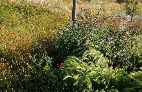 Siete Iglesias de Trabancos Casa | CASA TRABANCOS