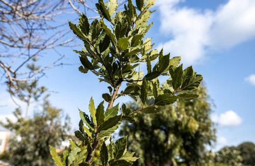 Kattavia Casa | Casa Theoni