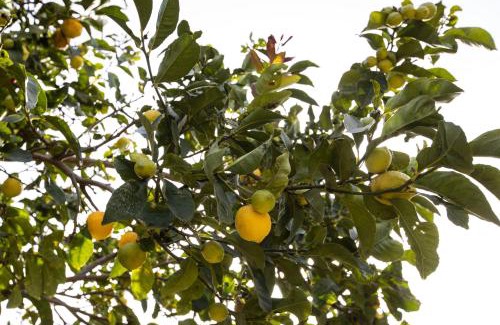 Kattavia Casa | Casa Theoni