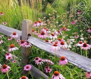 Cocorastii Mislii Casa | Casa Venus