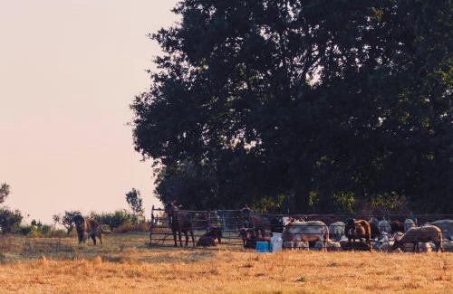 Seia Casa | Casas Matias Nature Serra da Estrela - Alojamentos em Seia