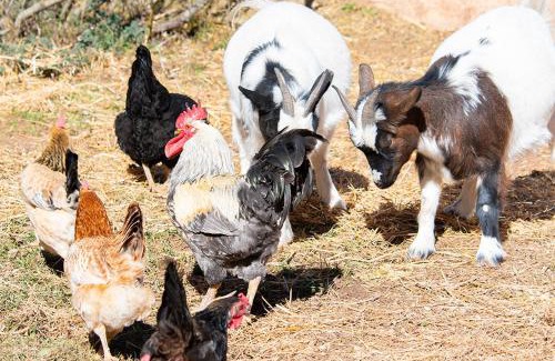 Riópar Casa | Casas rurales FUENTE EL OJICO