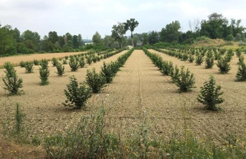 Neive Cama Y Desayuno | Cascina La Corte