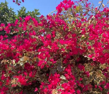Santo Estevao Casa | Casinha Serena by east ALgarve guest