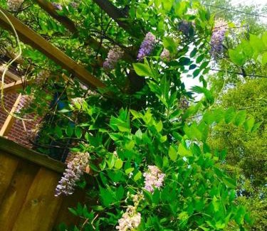 Mount Pleasant West Casa | Central Toronto