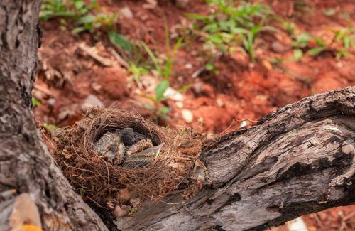 Pirenopolis Chalet De Esquí | Chácara e Cabana Rio das Almas, paz e natureza!