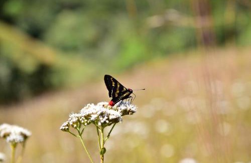 Cambara do Sul Cabina | Chalés Vista Cambará