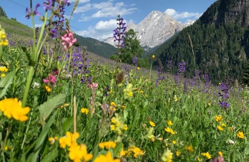 Campitello di Fassa Apartamento | Chalet Pian