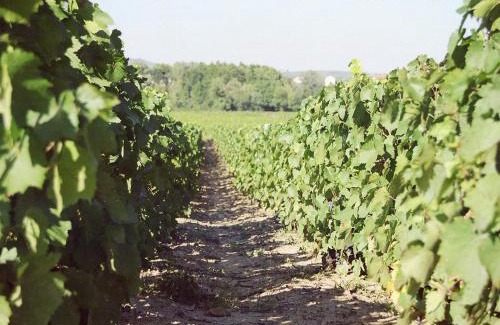 Fleurie Cama Y Desayuno | Chambres d hôtes au Domaine de Robert