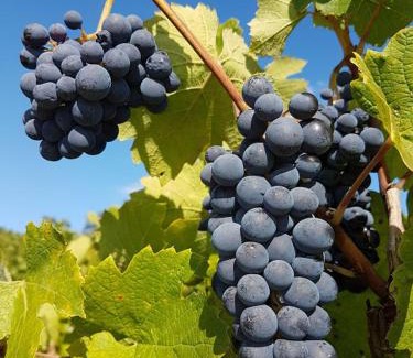 Fleurie Cama Y Desayuno | Chambres d hôtes au Domaine de Robert