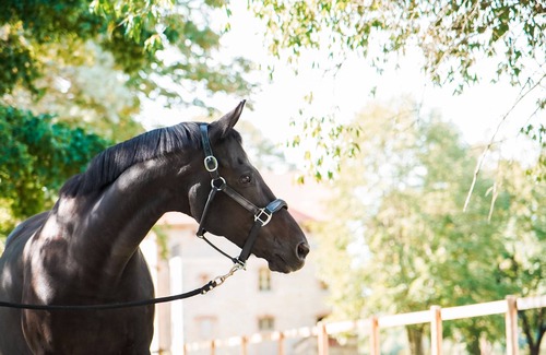 Cardet Apartamento | Charmant Studio au Coeur D'une Propriété Équestre