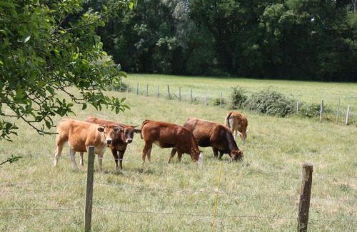 Beaumont-en-Veron Casa | Charmante maison XIXème à Beaumont-en-Véron, jardin clos, proche vignobles - FR-1-381-445