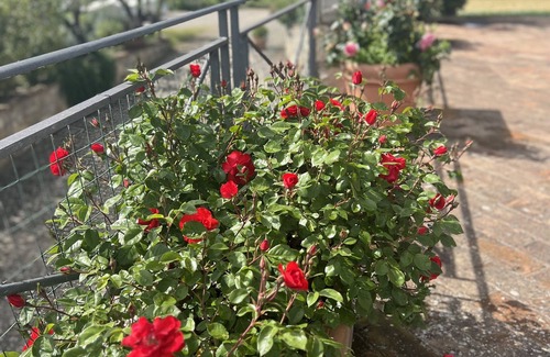 Castagno Apartamento | Charming relais in Siena at the gates of Chianti