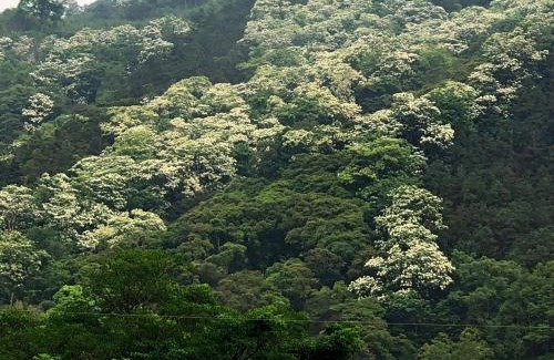 Nanzhuang Cabina | Chun Gu Farm