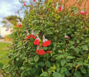 Colac West Otro | Colac Otway Caravan & Cabin Park