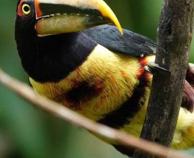 Tulipe Cabina | Complejo puma sacha las 7 cascadas