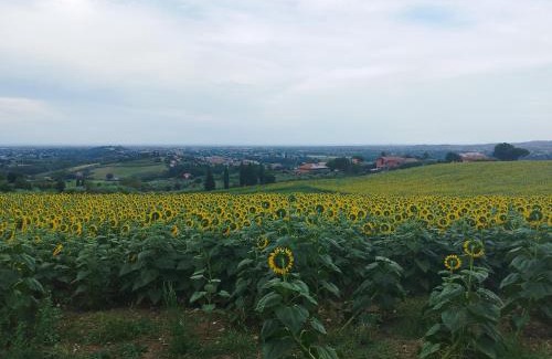 Poggio Berni Casa | Conchiglia D'oro
