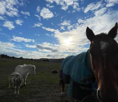 Yass River Apartamento | Cottage on Yass River Farm - Pet & Horse Friendly - Ideal Road-Trip Stopover