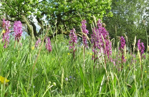 Heligan Cabaña | Rural-Baño Privado-Stable