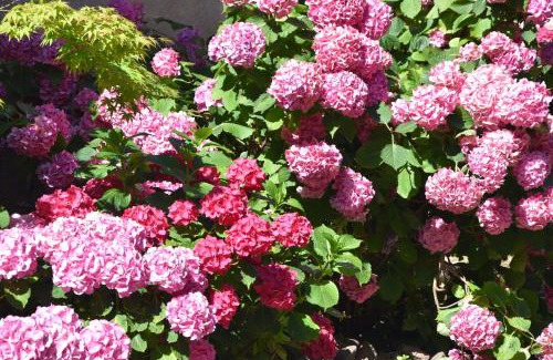 Riquewihr Cama Y Desayuno | Cour de Dinzheim