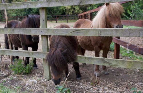 Thorpe Satchville Otro | Cow & Plough Glamping Pods