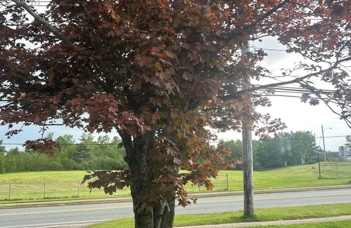 Sydney Apartamento | Cozy basement suite in a great central location!