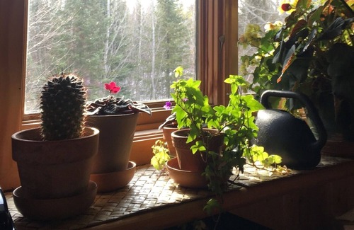 Grand Marais Cabina | Cozy cabin in the woods