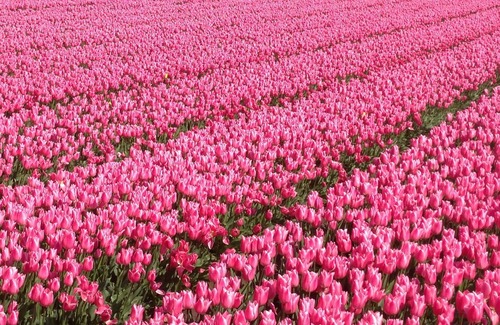 Burgerbrug Casa | Acogedora casa de paseo cerca del mar y el bosque