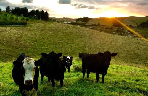 Warkworth Apartamento | Creek Retreat