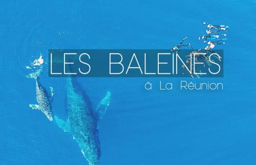 Saint-Leu Alquiler De Eote | Croisièouest bateau privatise O6, 93,70,59,79