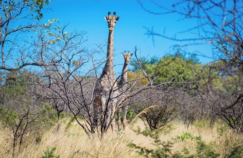 Bulawayo Cabina | Dakeni Game Farm