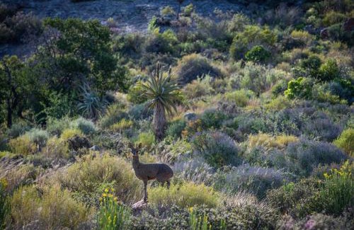 Calitzdorp Casa | Daniel's Kraal Guest Farm