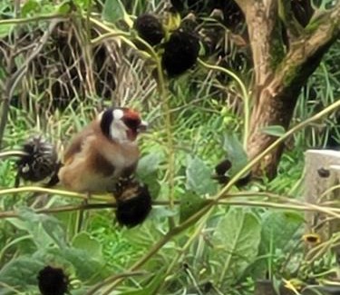 Milsbeek Cama Y Desayuno | De Sprokkel
