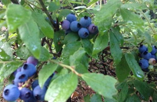 Dummer Cama Y Desayuno | Deer Mountain Lodge & Wilderness Resort