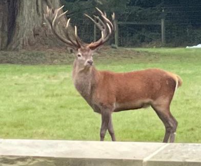 Salhouse Casa | Deer View cottage
