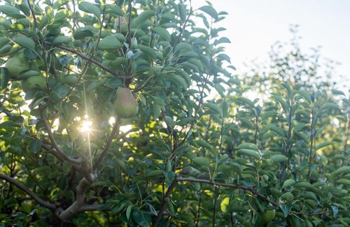 Paarl Casa | Dekkersvlei Guesthouse