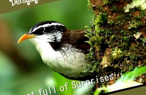 Deniyaya Casa | Deniyaya Guest House