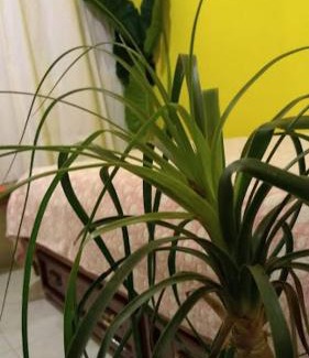 Barrio Doctores Apartamento | Departamento a 5 minutos del Zócalo