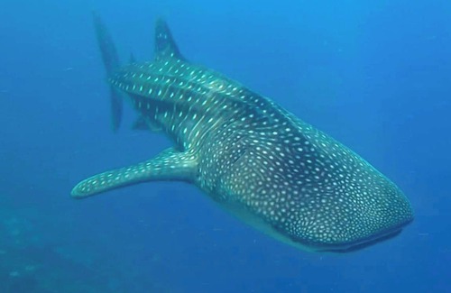 Dhigurah Hotel | Dhigurah Tourist Hotel