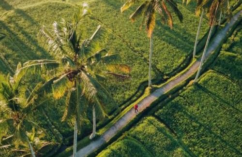 Tampaksiring Alquiler De Eote | Downhill Cycling Ubud with Volcano, Jungle, Rice Terrace with meals
