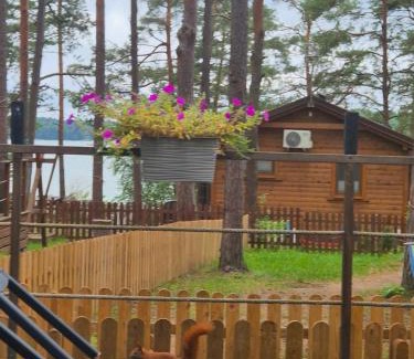 gmina Karsin Complejo | Dzik w zagrodzie