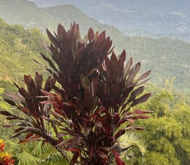 Sasaima Apartamento | Eco hotel finca porvenir