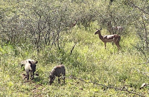 Pongola Apartamento | Elephant Kraal - Avery House