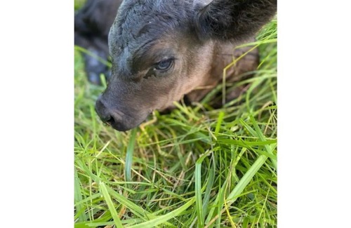 Ridgefield Otro | Experience the Bunkhouse at the Flying F Ranch